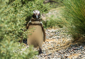 Single male magellanic penguin in plants in Punta Tombo