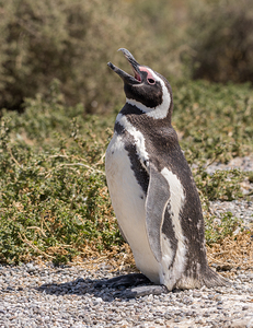 Single magellanic penguin making a call in Punta Tombo