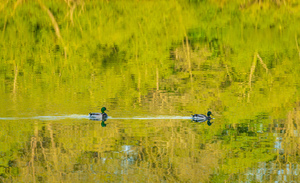 Two ducks floating through reflection of sunlit trees