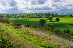 Bluebell flowers by the path on Old Oswestry hill fort in Shropshire