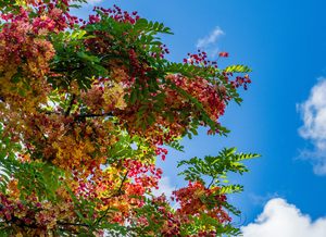 Gorgeous rainbow shower tree blossoms against blue sky