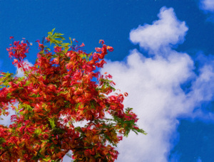 Impressionistic painting of rainbow shower tree blossoms