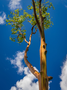 Branches of rainbow eucalyptus trees in Keahua Arboretum