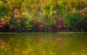 Fall leaves surround reservoir in Coopers Rock State Forest in W