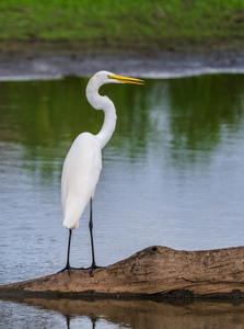 Great Egret on the stumps of bald cypress trees in Atchafalaya b