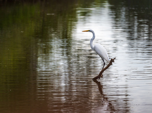 Great Egret on the stumps of bald cypress trees in Atchafalaya b