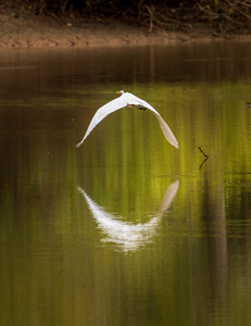 Great Egret flying in perfect circle in Atchafalaya basin