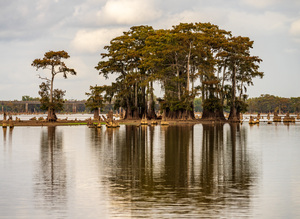 Stand of bald cypress trees rise out of water in Atchafalaya bas