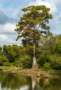 Large bald cypress trees rise out of water in Atchafalaya basin