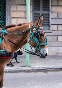 Portrait of horse pulling carriage with black dog on sidewalk