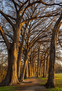 Large cypress trees in Cypress Bend Park by the side of Guadalup