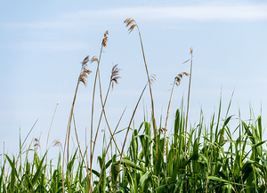 Tall reeds and green grasses sway gently against a light blue sk