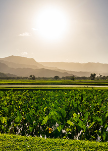 Verdant taro fields thrive under the Hawaiian sun near Hanalei B
