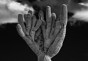 Crested Saguaro in National Park West in monochrome