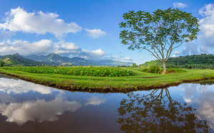 Panoramic view of Hanalei Valley in Kauai