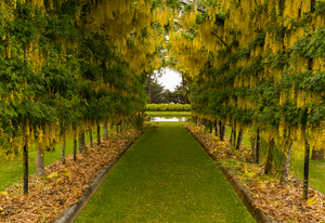 Laburnum Arch in full bloom over grass path