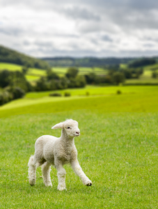 Cute lamb in meadow in wales or Yorkshire Dales