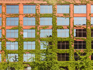 Modern Chicago office covered with plants