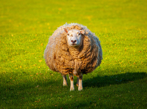 Large round sheep in meadow in Wales staring at camera