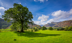Tree with Langdale Pikes in Lake District