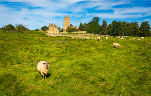 Church St James across sheep in Chipping Campden