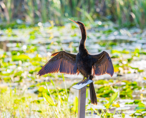 Anhinga bird drying its feathers in Everglades