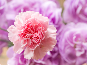 Delicate close up of petals of a carnation