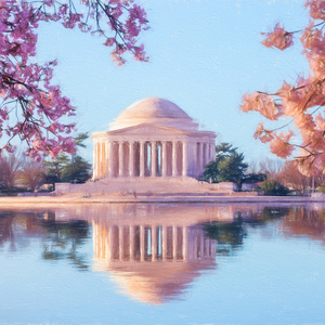 Beautiful early morning Jefferson Memorial cherry blossoms