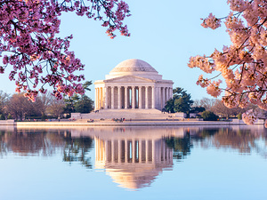 Beautiful early morning Jefferson Memorial with Cherry blossoms