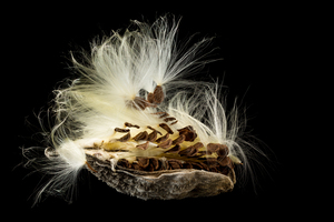 Macro photo of swamp milkweed seed pod