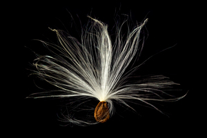 Macro photo of swamp milkweed seed pod