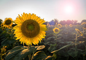 Sunflowers in early evening as sun sets