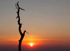 Gnarled tree on Skyline drive in Virginia