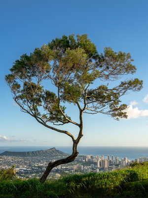 Panorama of Waikiki and Honolulu from Tantalus Overlook on Oahu
