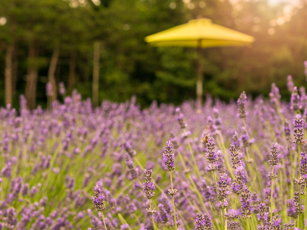 Close up of Lavender plants in blossom in early July by Steve Heap