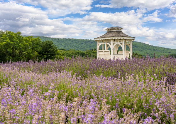Lavender plants in blossom in early July with building by Steve Heap