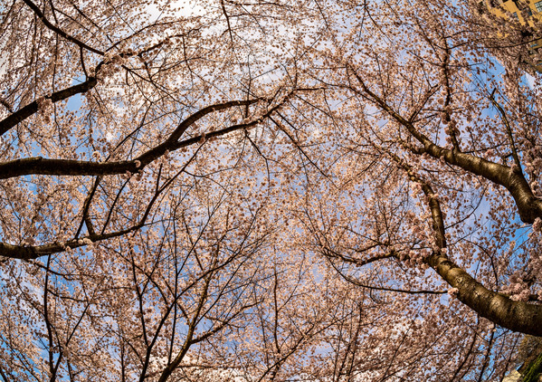 Looking up at Cherry blossoms over walking trail in Morgantown by Steve Heap