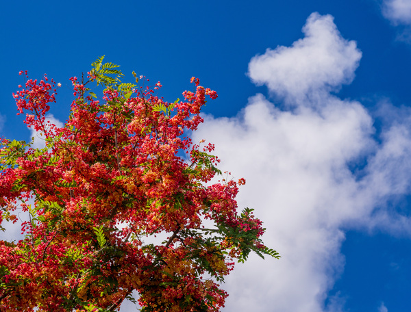 Gorgeous rainbow shower tree blossoms against blue sky by Steve Heap