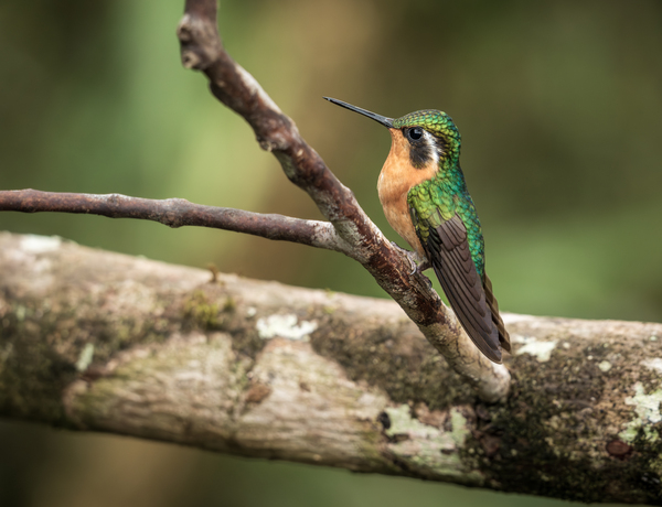 White throated mountaingem hummingbird perched on a twig  in Cos by Steve Heap