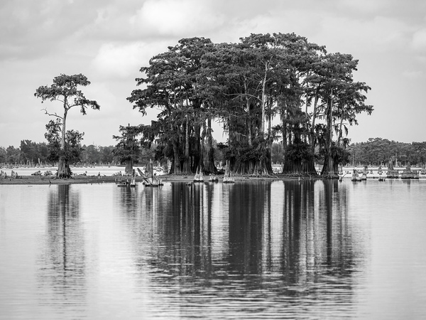 Stand of bald cypress trees rise out of water in Atchafalaya bas by Steve Heap