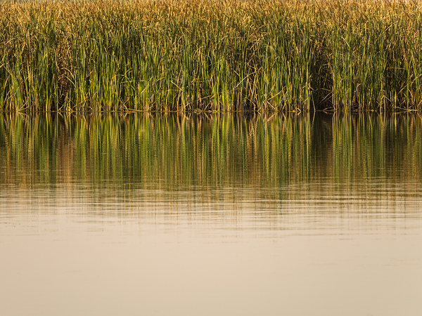 The still water reflects the reeds and their golden reflections  by Steve Heap