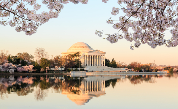 Wide Vista of Beautiful early cherry blossoms Jefferson Memorial by Steve Heap