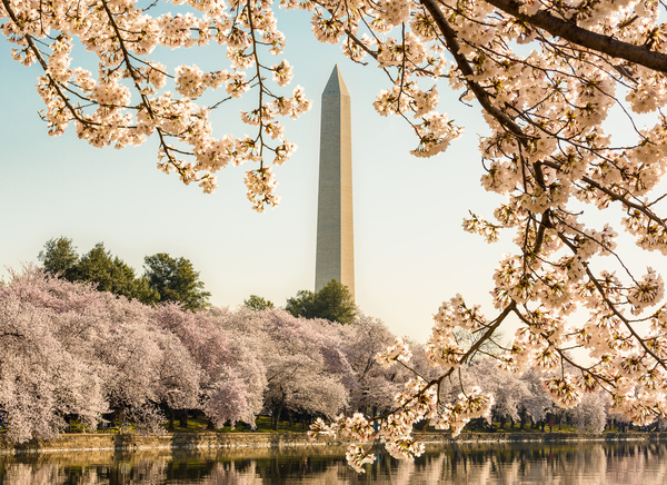 Washington Monument towers above blossoms Print