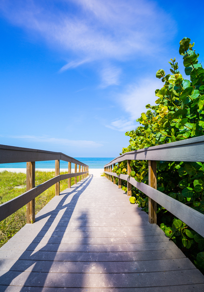 Boardwalk among sea oats to beach in Florida by Steve Heap
