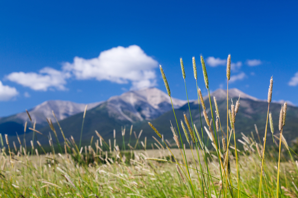 Farmyard and grasses by Mt Princeton CO by Steve Heap