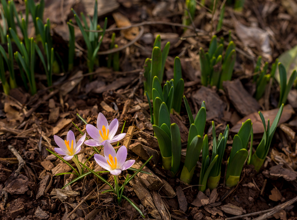 Crocus blossoms in dirt and mulch of garden by Steve Heap