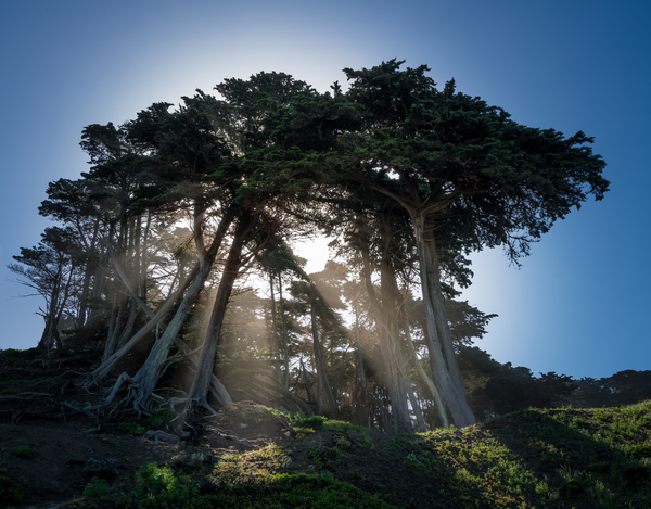 Sunbeams from large pine or fir trees  by Steve Heap