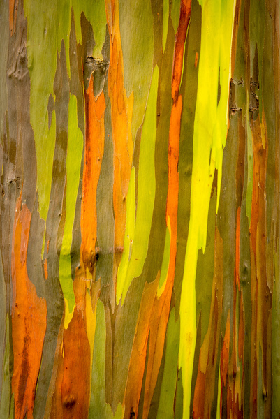 Detail of bark of Rainbow Eucalyptus tree by Steve Heap