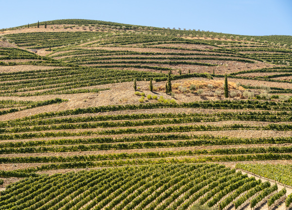 Terraced rows of vines by river Douro in Portugal Print