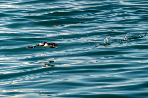 Small puffin taking off from Resurrection Bay near Seward by Steve Heap